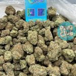 gelato 45 weed strain