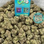 white cherry gumbo strain