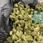 best Durban poison strain