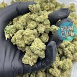 blueberry slushie strain