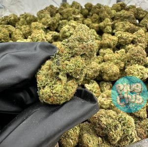 Melon Runtz strain
